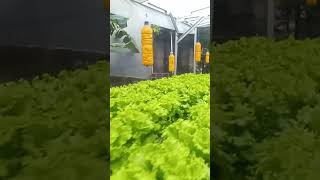 Full jonction mendekati panenplants short shorts shortvideo shortsvideo farming gardening [upl. by Patrizia]