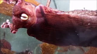 Aplysia biting behavior seen through aquarium glass [upl. by Gladi]