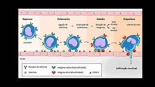 Patologia  Inflamação Aguda Crônica e Reparo Tecidual parte 1 [upl. by Meriel]