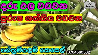 ගසක වරුණ 03 නේත්‍රම්පලම් කෙසෙල් ශාකය Musa spp දරුපල වඩවන කෙසෙල් පදුරක් නිවසේ වගා කරමු [upl. by Akinad]