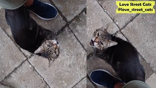 A Homeless Tabby Cat Hugs My Leg and Begs for Food  Love Street Cats [upl. by Munn]