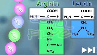 Schulfilm Proteine  Aufbau und Eigenschaften Nachhilfe Download [upl. by Mildred]