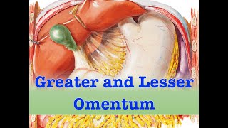 Greater and Lesser Omentum [upl. by Ozmo]