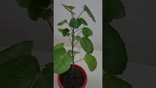 Polyscias Scutellaria  Plum Aralia growing tips [upl. by Cindelyn913]