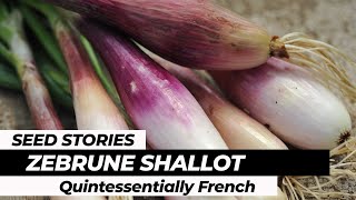 SEED STORIES  Zebrune Shallot Quintessentially French [upl. by Klecka]