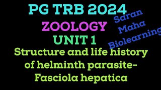 FASCIOLA HEPATICA  SHEEP LIVER FLUKE  TREMATODA  HELMINTH PARASITE  LIFE CYCLE OF FASCIOLA [upl. by Elinor]