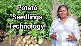 Why potato seedlings will improve your yield [upl. by Christabelle]