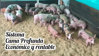 Cama profunda en cerdos 🐷 Agro en 2 minutos [upl. by Sucramad220]