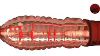 Circulatory system of earthworms [upl. by Aylat]