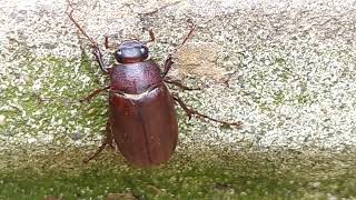 June BugPhyllophaga sp [upl. by Ahoufe439]