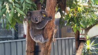 How A Koala Ark Will Help Australias Wildlife Recover [upl. by Hinman]