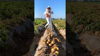 Digging Fresh Potatoes on The Farm  Harvesting Potatoes with Rural Farmer shorts satisfying [upl. by Anaehs]