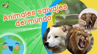 Animales Salvajes para Niños Videos Educativos para Niños [upl. by Morrell]