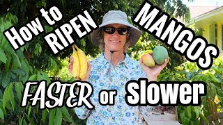 Mango picking – how to do it right [upl. by Townshend253]