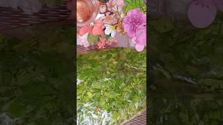 How To Cut amp Store Coriander Leaves  Ways To Clean Coriander Leaves  Basic Cooking hams food [upl. by Ludvig325]