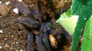 Tarantula Feeding Video 139  Part 2  More Variety [upl. by Buzzell411]