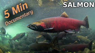 Salmon  5 Minute Documentary [upl. by Jard268]