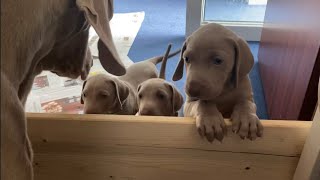 Die Weimaraner Welpen  Woche 5 auf der Terrasse [upl. by Marie32]