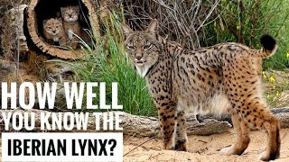 Iberian Lynx  Description Characteristics and Facts [upl. by Swisher]