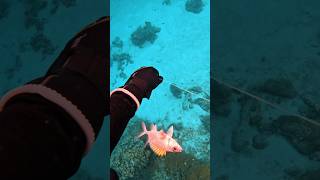 Squirrelfish fish fishing spearfishing viral viralvideo viralshorts youtubeshorts fyp [upl. by Idonna]