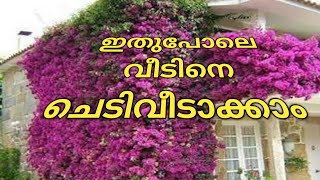 മുള്ളന്റെ അഴക്  ഒന്നും പറയണ്ട [upl. by Amethist]