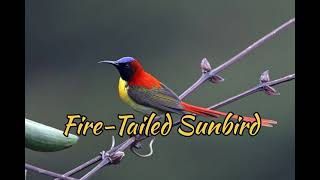 FireTailed Sunbird Aethopyga Ignicauda [upl. by Petty]