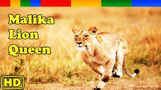 Nat Geo Wild Research Malika of The Lion Queen  Animals Documentary Nature HD [upl. by Cass278]