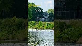 Great white pelicans and their incredible cooperative fishing technique birdbehavior fishing [upl. by Nedroj]