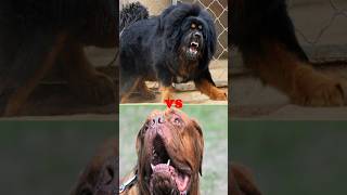 TIBETAN MASTIFF VS DOGO ARGENTINODOGO DE BORDEAUXROTTWEILERBULL TERRIER [upl. by Garrek]