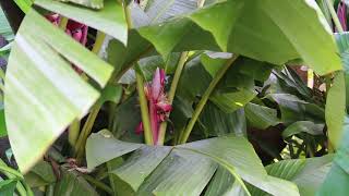 Pink banana Musa velutina  Plant Identification [upl. by Niarbo]