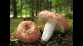 Russula vesca  Holubinka mandlová [upl. by Vary629]