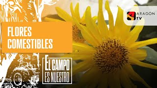 Cultivo de flores comestibles [upl. by Haissem742]