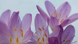 Top 5 Reasons to Grow Colchicum Add a Burst of Color to Your Autumn Garden [upl. by Aplihs]