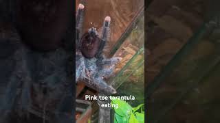 Pink toe tarantula eating [upl. by Ttiwed]