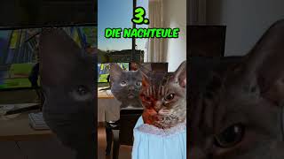 FERIEN 🥳 Arten von Schülern in den Herbstferien katzenvideos memes ferien schule shorts [upl. by Lekar]