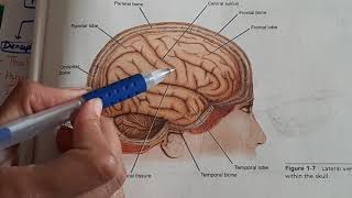 NEUROANATOMY INTRODUCTION AND ORGANIZATION OF CNS Chapter no1 from NeuroSnell [upl. by Bertine783]