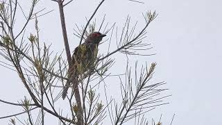 Australiasian Figbird M Hervey Bay Qld [upl. by Ailemac]