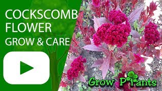 Cockscomb flower  grow care Harvest and Eat also Cut flower [upl. by Auqinehs]