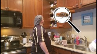 How to Prevent REMOVE Palmetto Bugs in the Home Kitchen amp Bathroom [upl. by Herb]