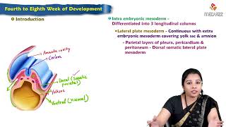 Fourth Week to Eighth Week Development  Embryology Lecture [upl. by Beora]