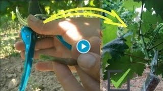 Dont Miss Your Final Opportunity for Summer Vine Grafting with Green on Black Technique [upl. by Higgs823]