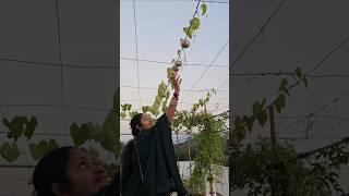 గాలిలో కాసే దుంపలు Air potatoes airpotato mygarden gardening shortvideo ytshorts shorts [upl. by Elohc]