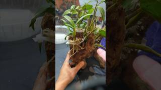 grafting dendrobium plants with simple methods really work 100 orchid plants [upl. by Annaihr]