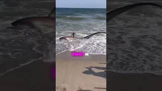 Thresher shark spotted in NYC beach news breakingnews shorts [upl. by Babette]