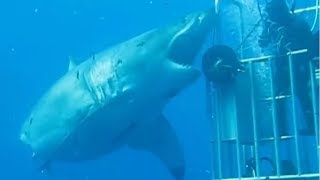 5 Megalodon Caught on Camera amp Spotted In Real Life 3 [upl. by Foss748]