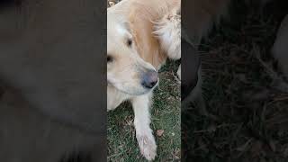 Golden retriever my beautiful girl Savanah [upl. by Aihseit688]