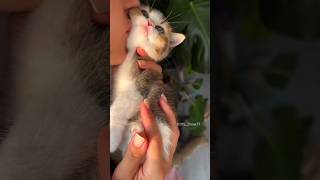 Its so cute 😻aww💞cute kitten cat [upl. by Tabbie593]