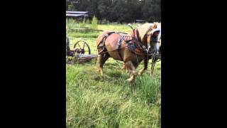 horse drawn sickle mower [upl. by Tronna]