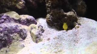 Biocube 29 HQI Nano Reef Tank  week 4  Pistol Shrimp amp Goby [upl. by Beale45]