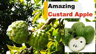 Amazing Custard apple fruit Pick amp Taste the Sweetness 🍏😋  Part 1 [upl. by Etnuahs]